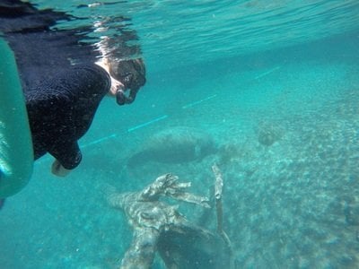 snorkeling with manatees