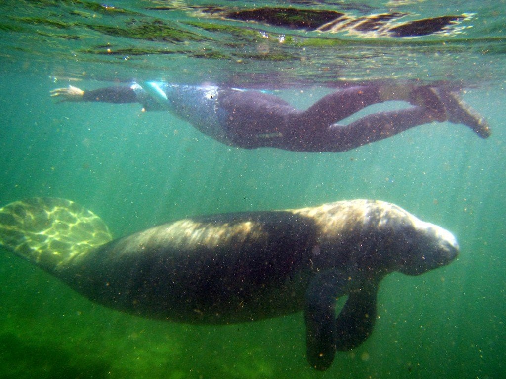 manatee swimming underneath person