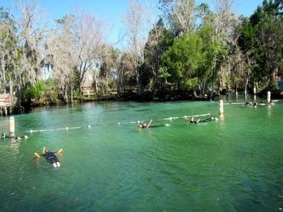 swimming with manatees at manatee sanctuary