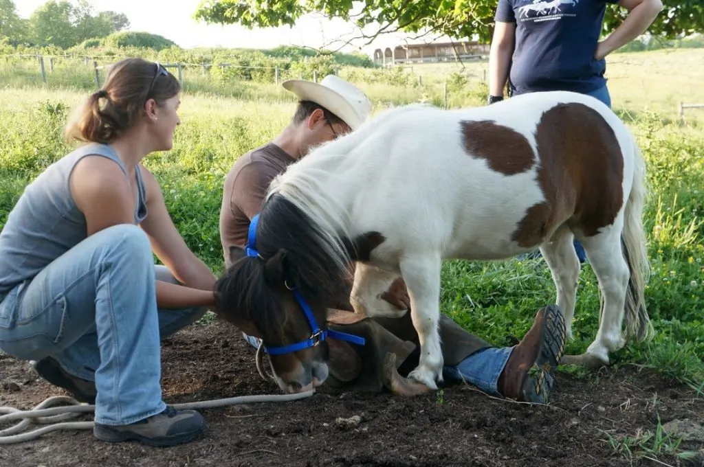 cait helping a little horse