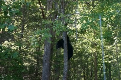 black bear in tree 