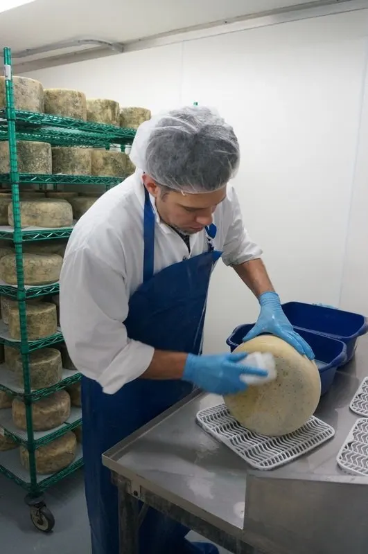 cleaning blue cheese wheel