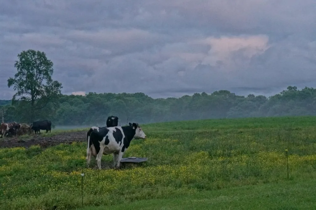 beautiful misty morning cow