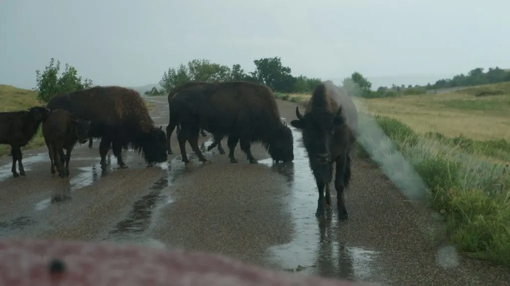 bison on road in theodore roosevelt national park