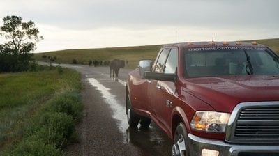 bison on road in theodore roosevelt national park