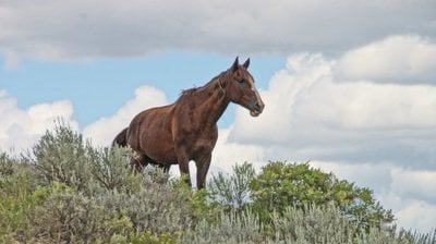 wild horse in theodore roosevelt national park