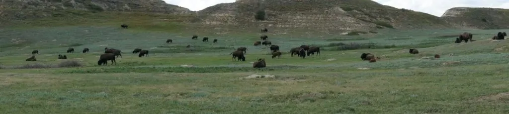 bison in theodore roosevelt national park