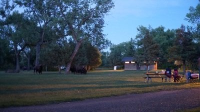 bison in campground