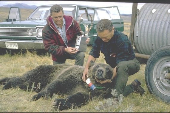 grizzly bear study