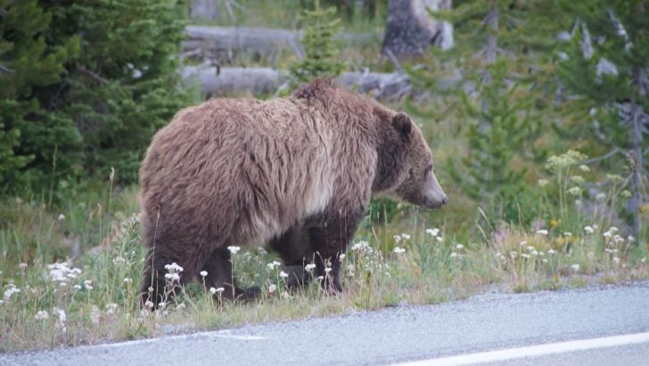 Are the Grizzly Bears in Yellowstone Endangered?