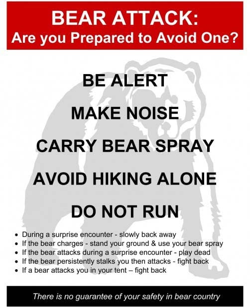 avoid bear attack graphic