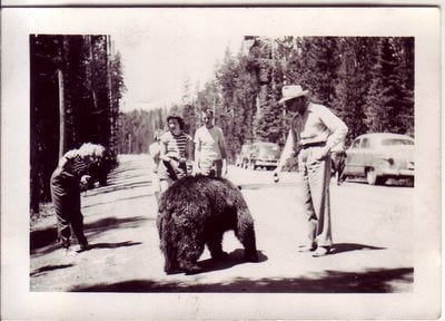 old photo of grizzly bears in yellowstone