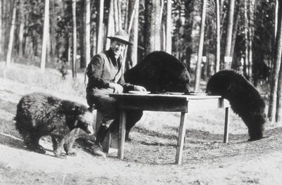 grizzly bears in yellowstone old photo