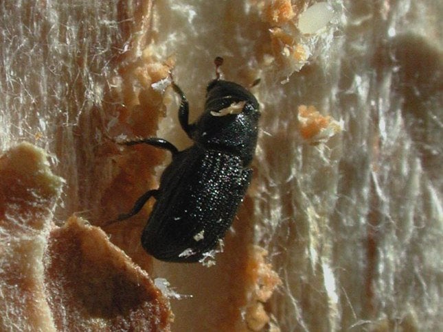 pine beetle