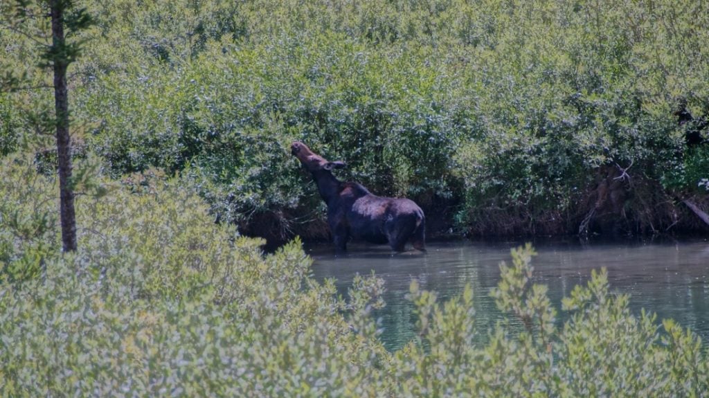 moose standing in water