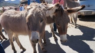 oatman burros