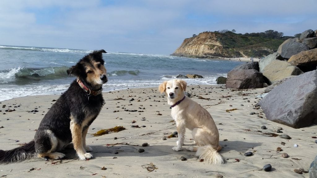 cute dogs on beach 