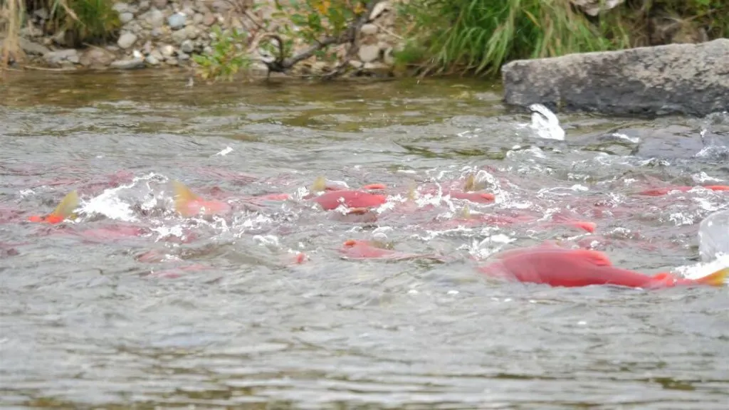 salmon running in katmai
