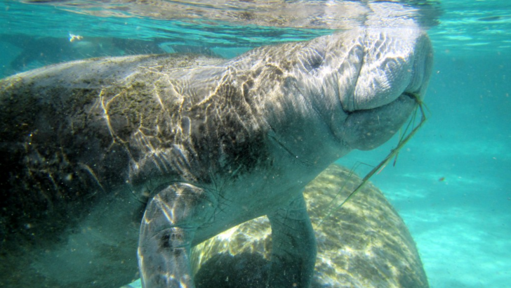 swimming with manatees