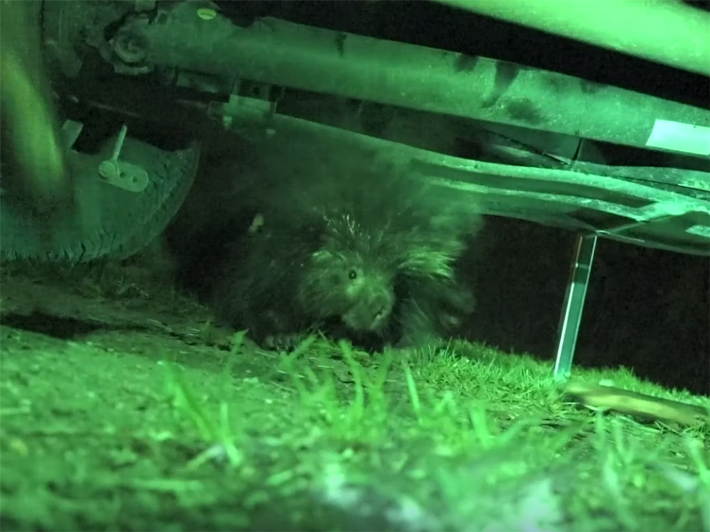 porcupine chewing wires on truck while rving