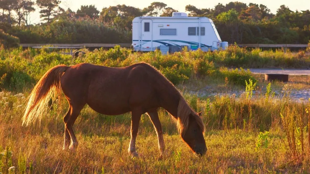horse camping in Florida