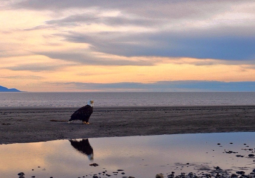 eagle on beach in alaska