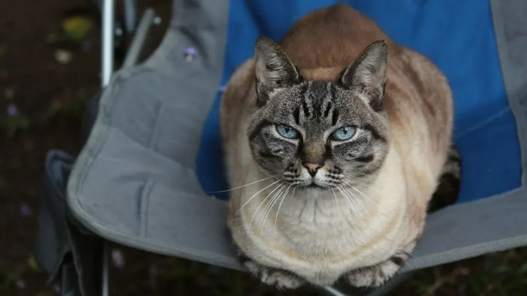 cat on a camping chair