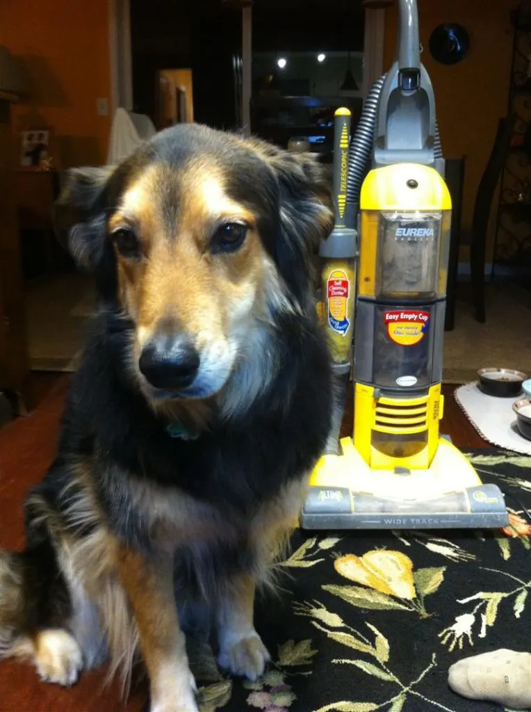 dog with vacuum