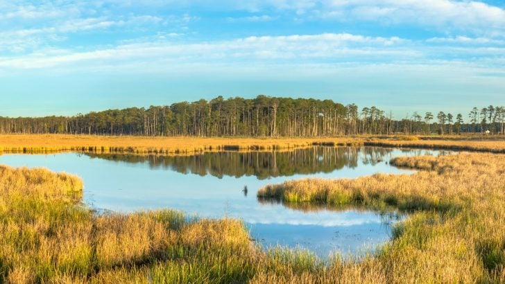 How to Spend a Day in Blackwater National Wildlife Refuge