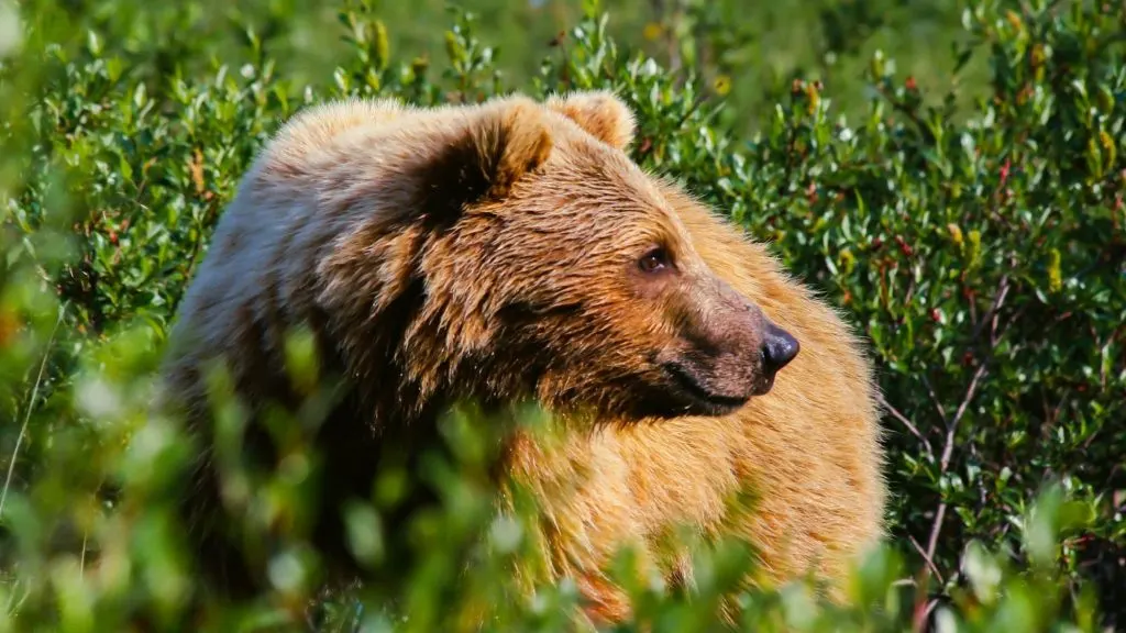 denali bear wildlife viewing