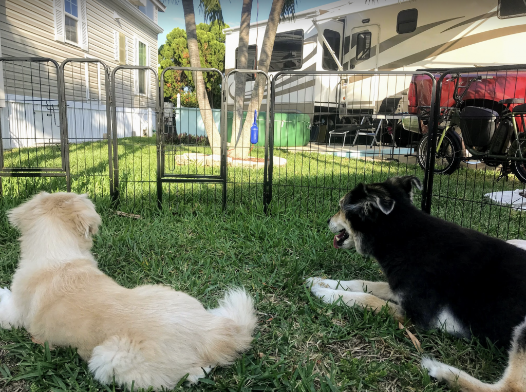 two dogs using portable dog fence for rv camping