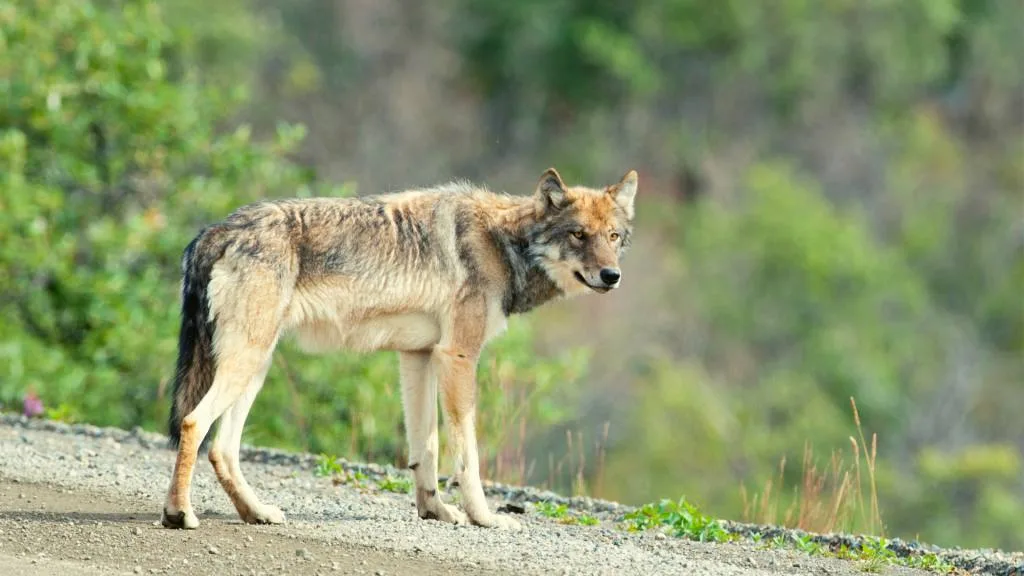 denali wolf wildlife
