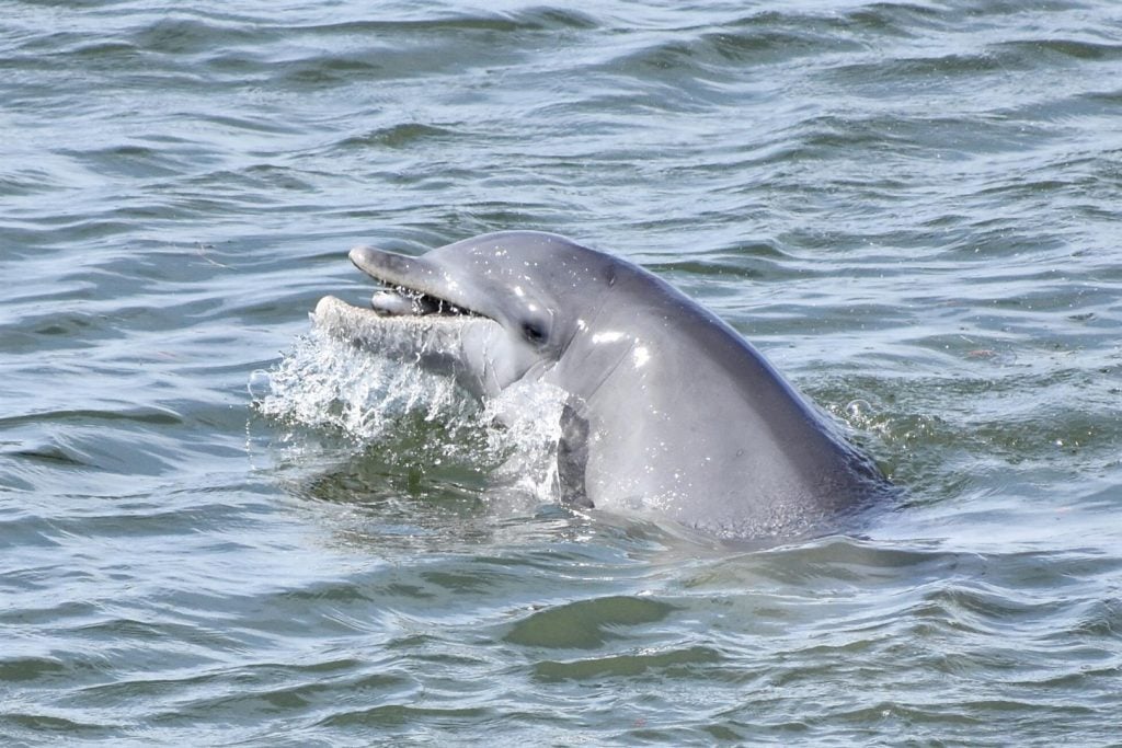 dolphin in florida