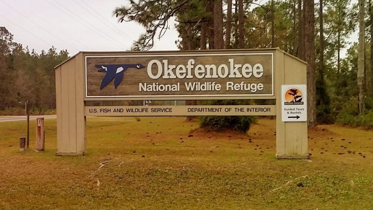 Why You Should Visit Okefenokee National Wildlife Refuge