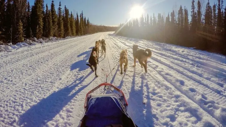 Dog Sledding Alaska