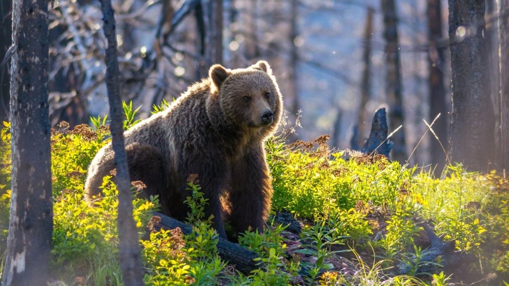 Glacier National Park Wild bears