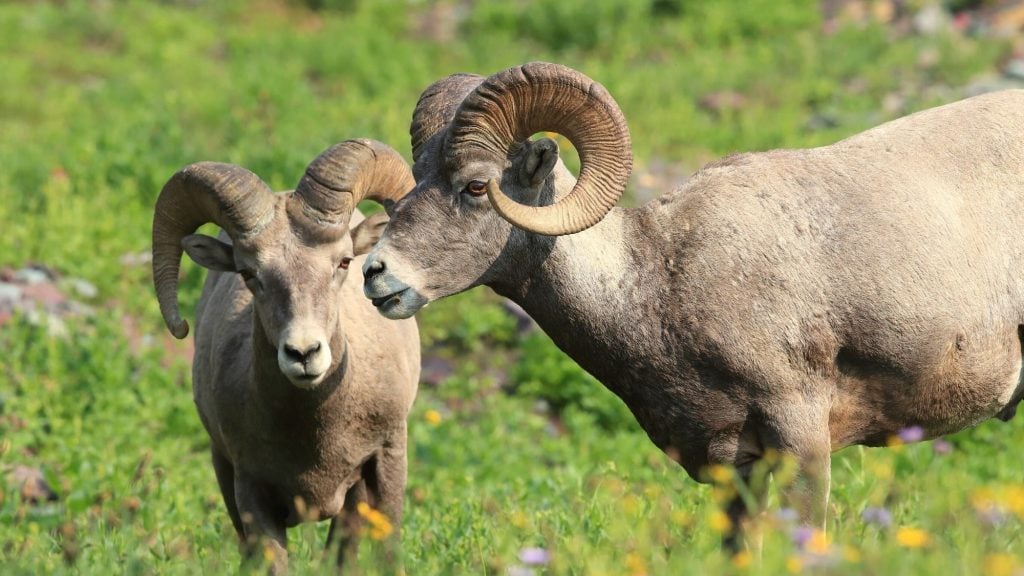 big horn sheep in glacier national park