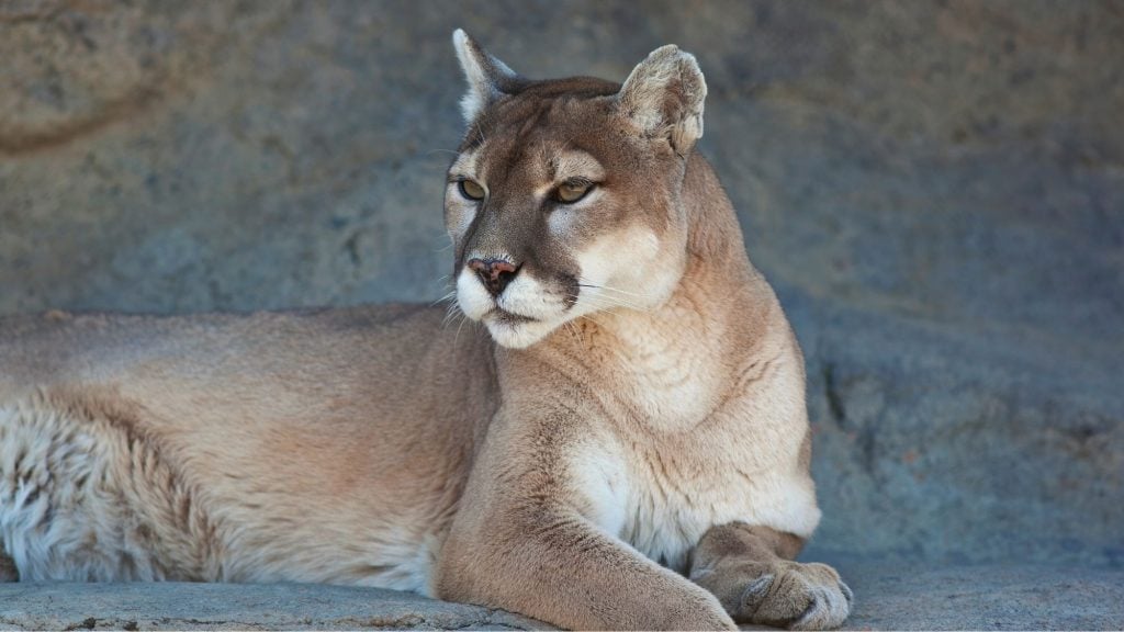 mountain lion in zion national park