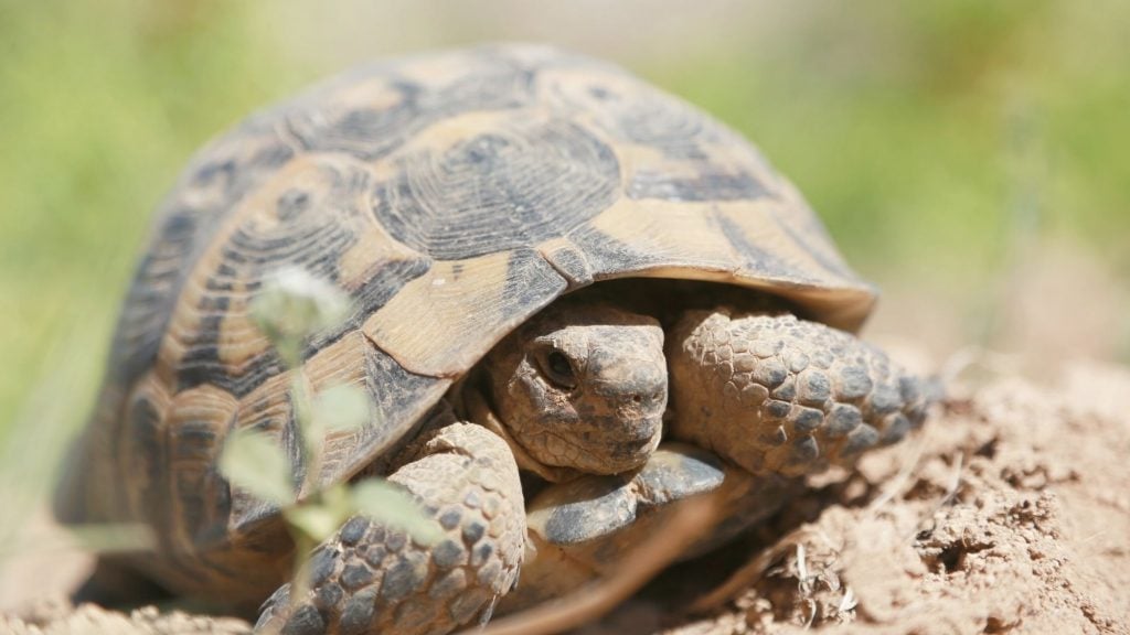 zion national park desert tortoise