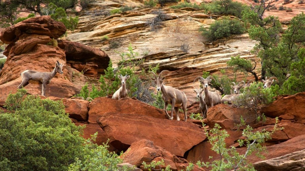 zion national park wildlife includes big horn sheep