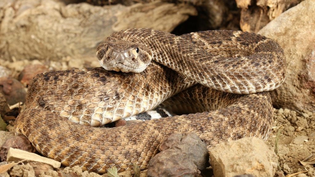 dangerous zion wildlife western rattlesnake
