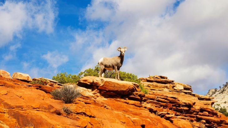 The Traveler’s Guide to Zion National Park Wildlife