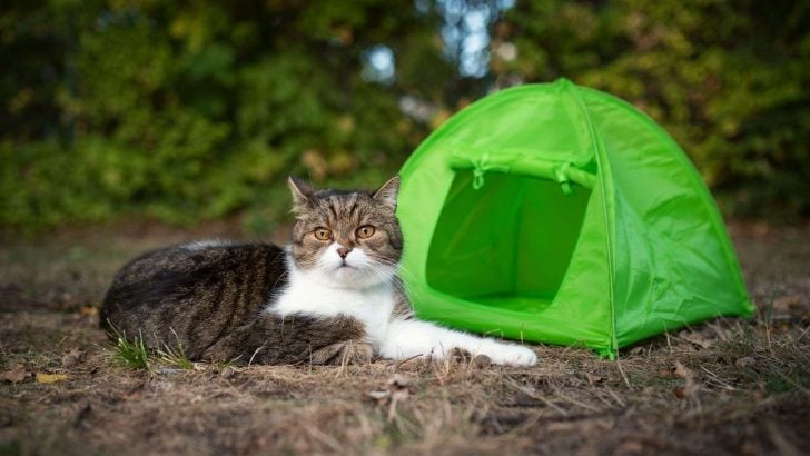 5 Best Cat Tents to Bring Your Kitty Outside