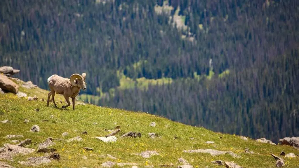 wild bighorn sheep