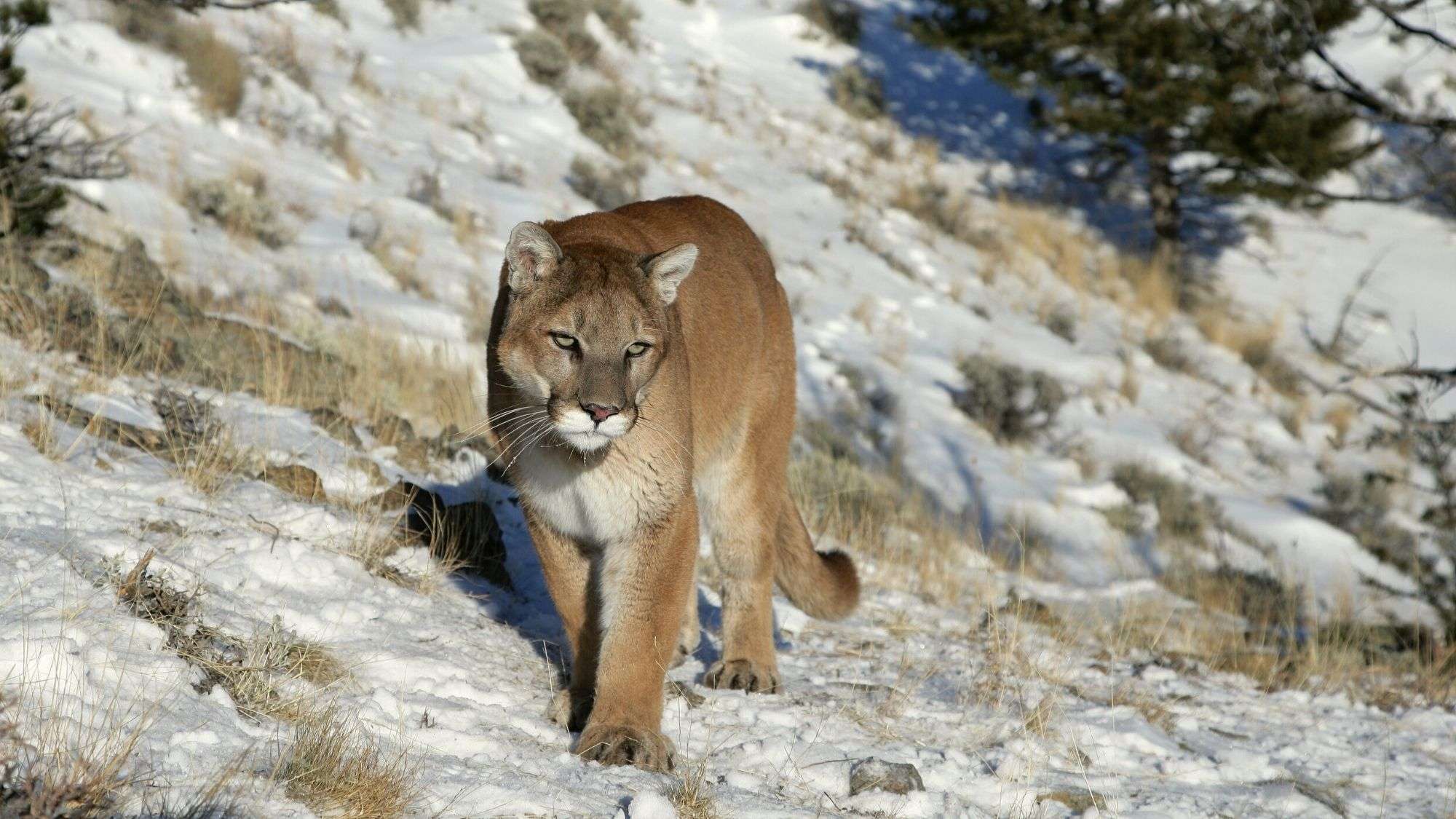 The Traveler's Guide to Rocky Mountain National Park Wildlife - Mortons on  the Move