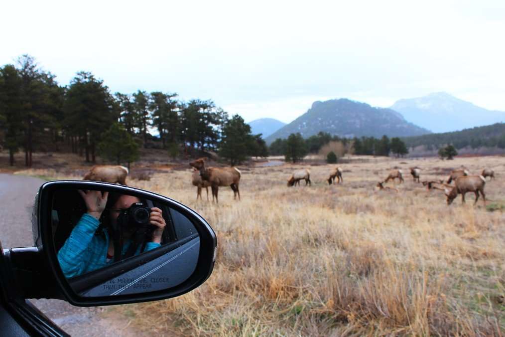 taking photos of rocky mountain national park wildlife out car window