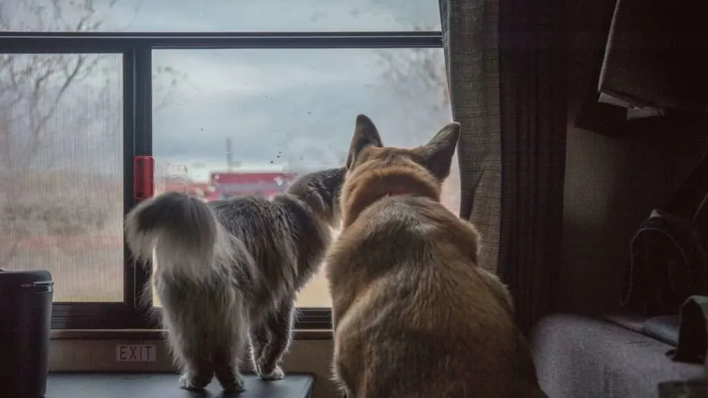 cat and dog in RV