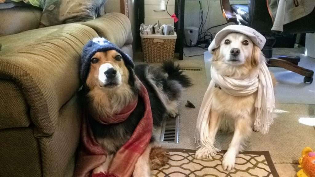 dogs with hats and scarves on for cold weather camping