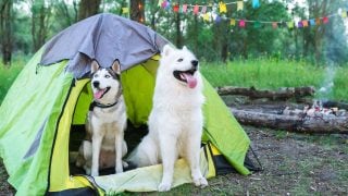 dog camping beds