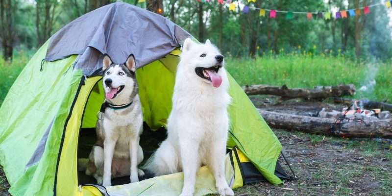 dog camping beds